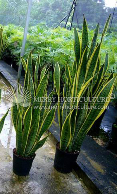 Sansevieria laurentii (Export)